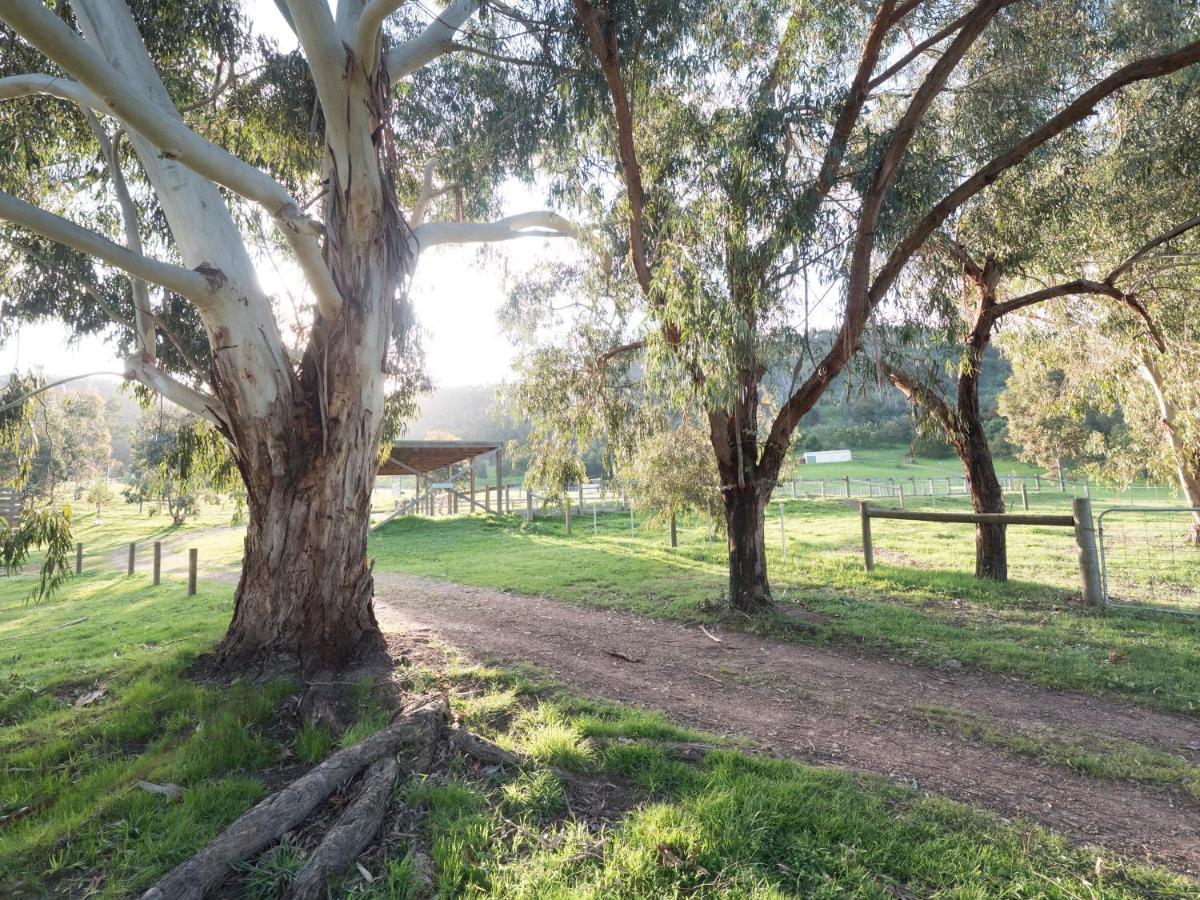 Halls On Falls Homestead Strath Creek Kültér fotó